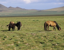 Mongolia by Mazaliarmadi it/creative commons